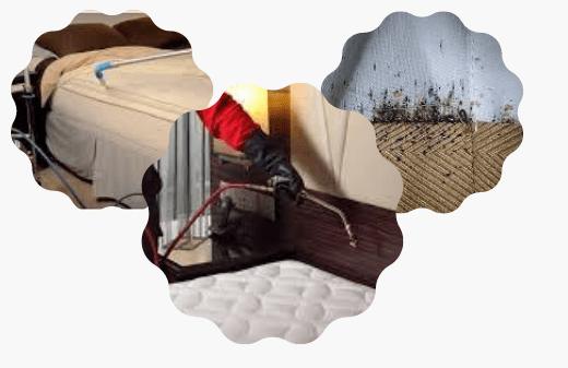 Bed Bugs Control Service In Randwick