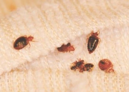bed bugs control service in randwick